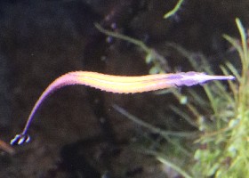 Janss' Pipefish