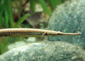 Long-snouted Asian River Pipefish