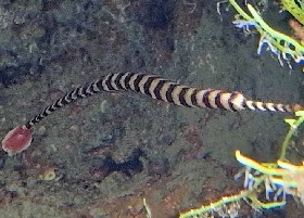 Red-banded Pipefish