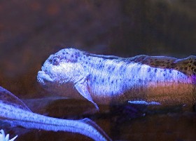 Wolf Eel