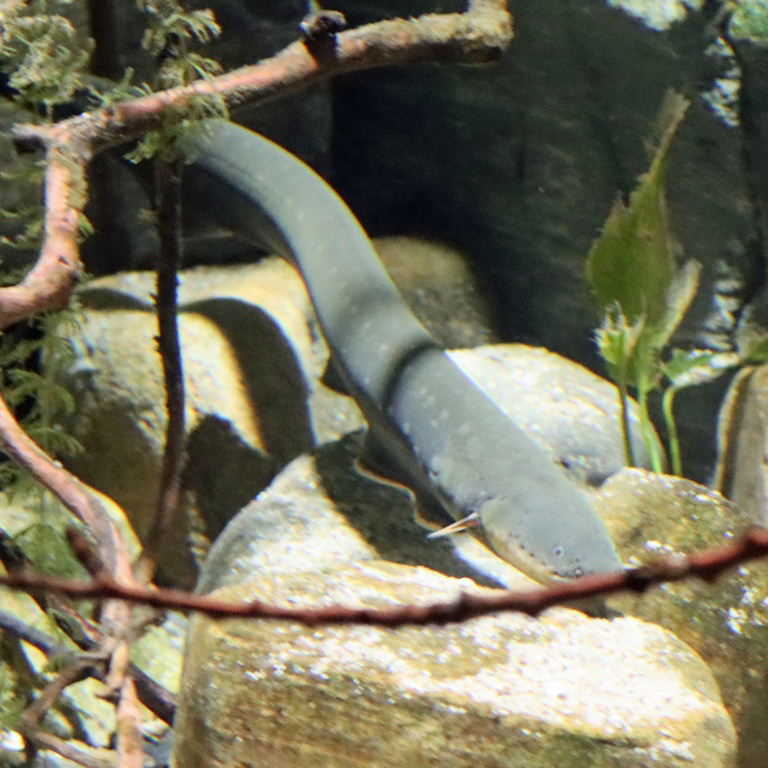 Lowland Electric Eel