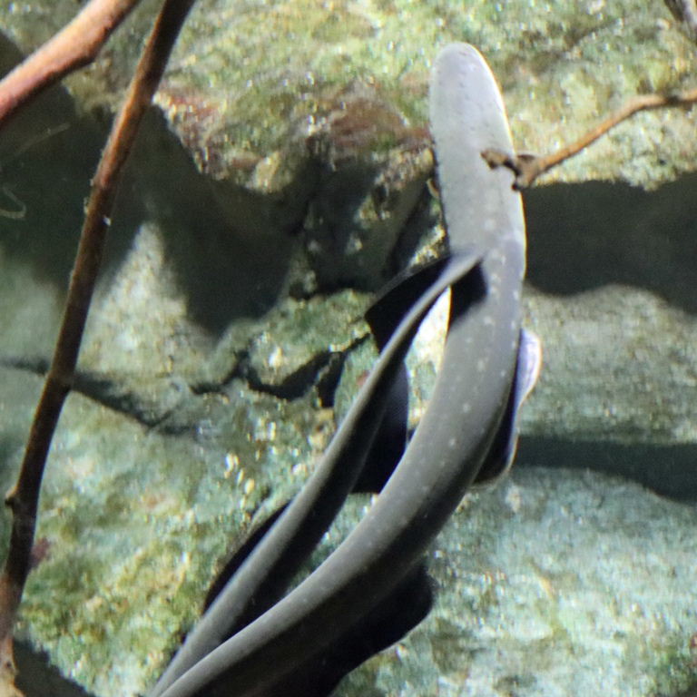 Lowland Electric Eel