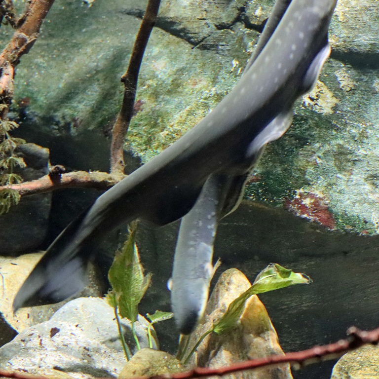 Lowland Electric Eel
