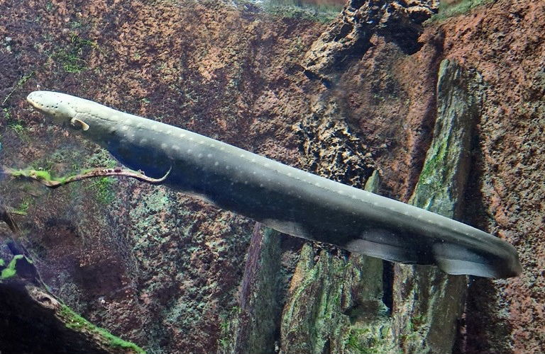 Electric Eel