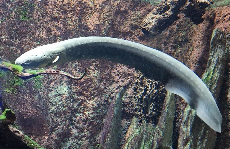 Electric Eel