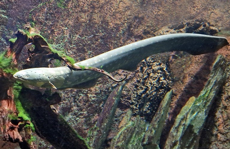 Electric Eel