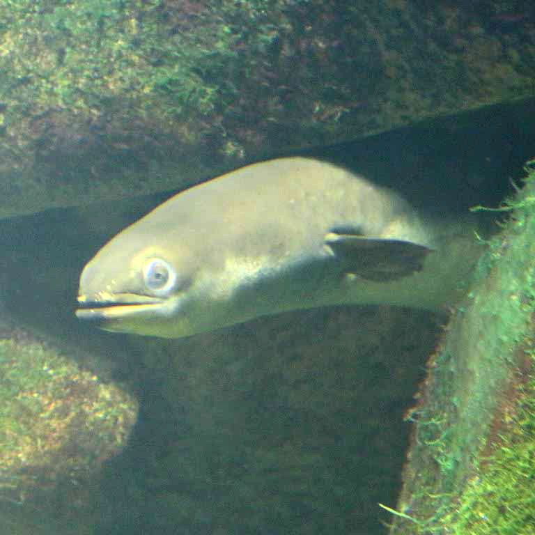 European Eel