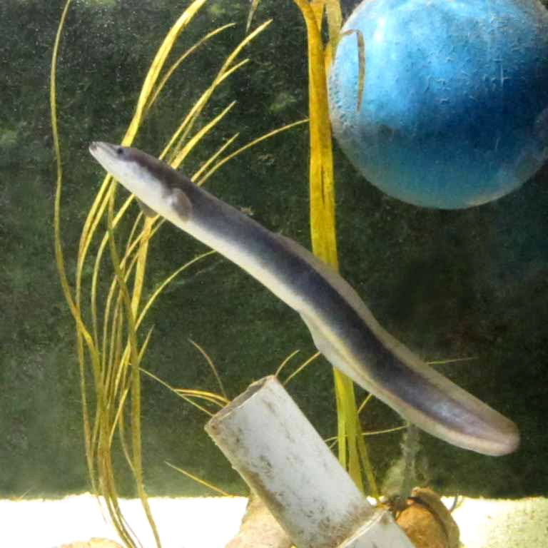 European Eel