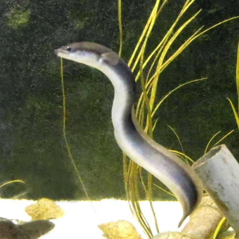 European Eel