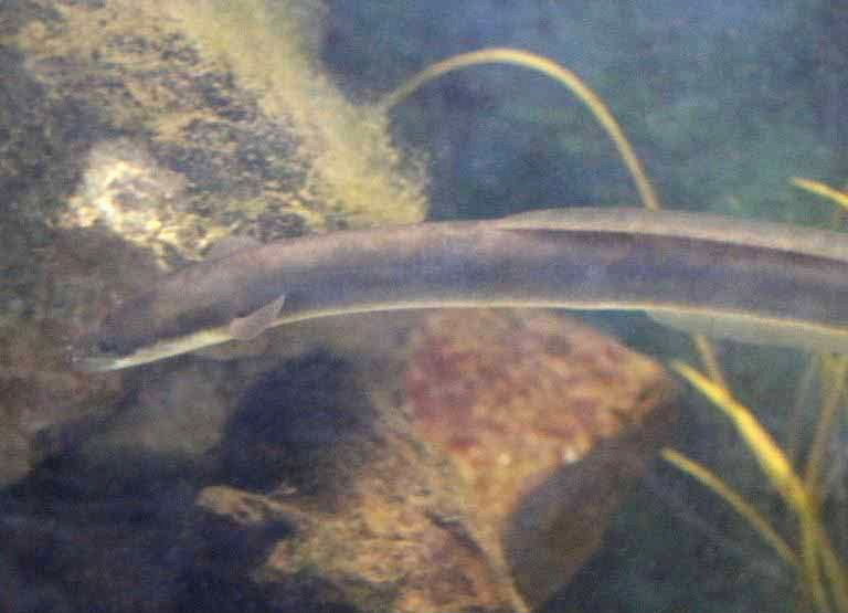 European Eel