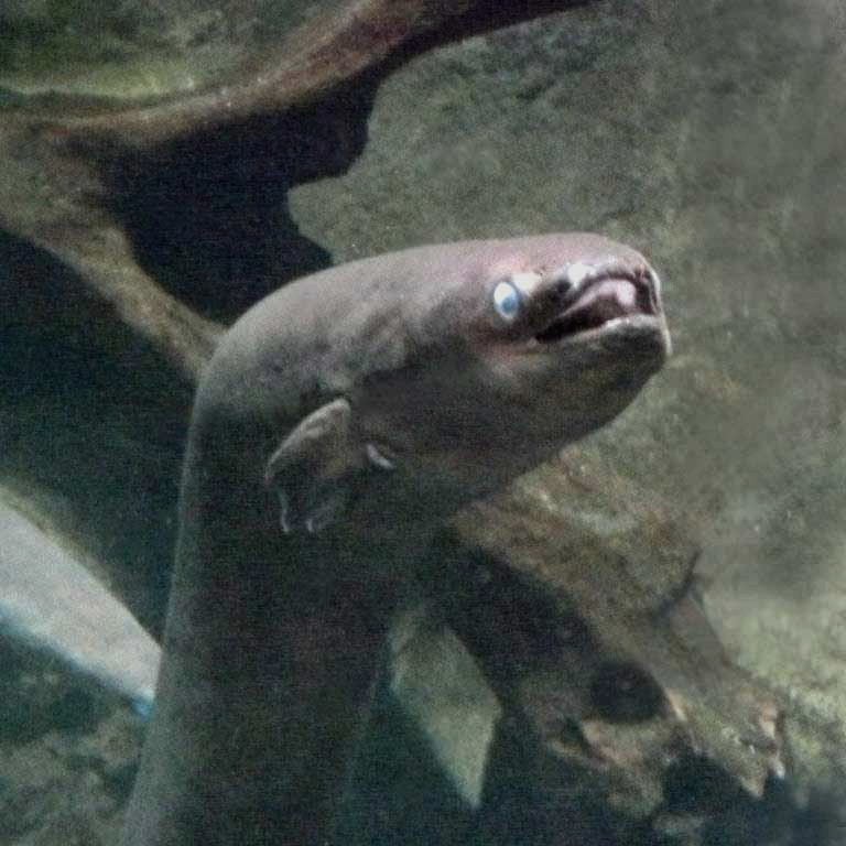 New Zealand Longfin Eel