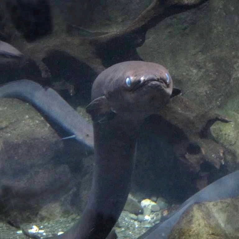 New Zealand Longfin Eel