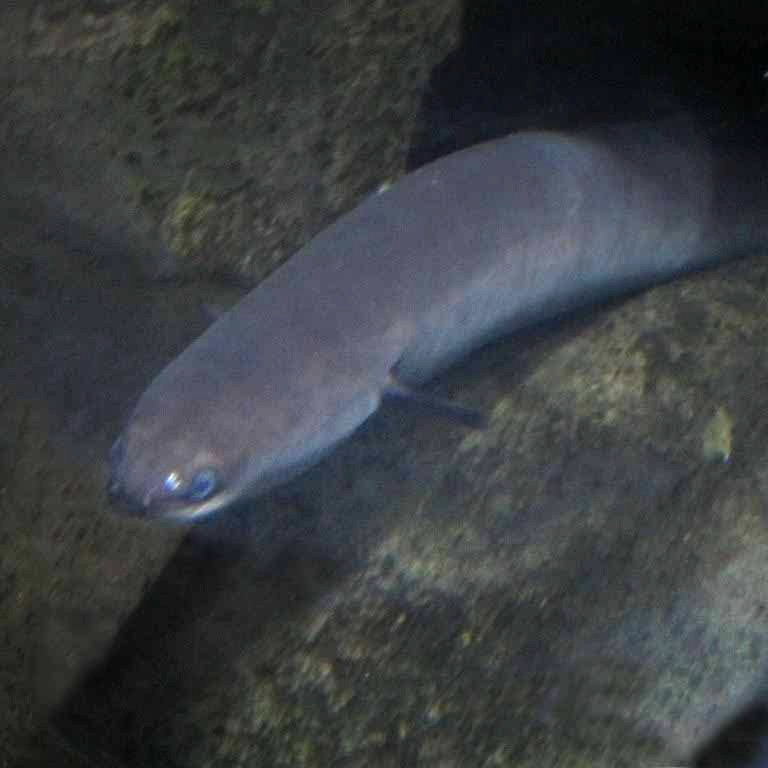 New Zealand Longfin Eel