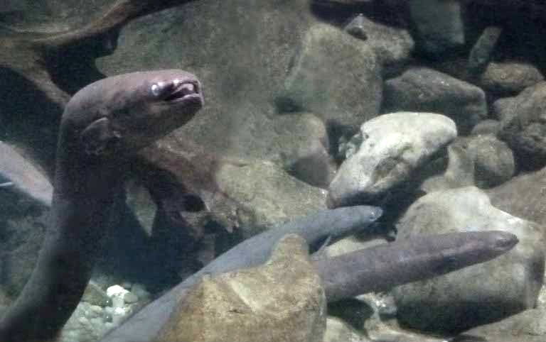 New Zealand Longfin Eel