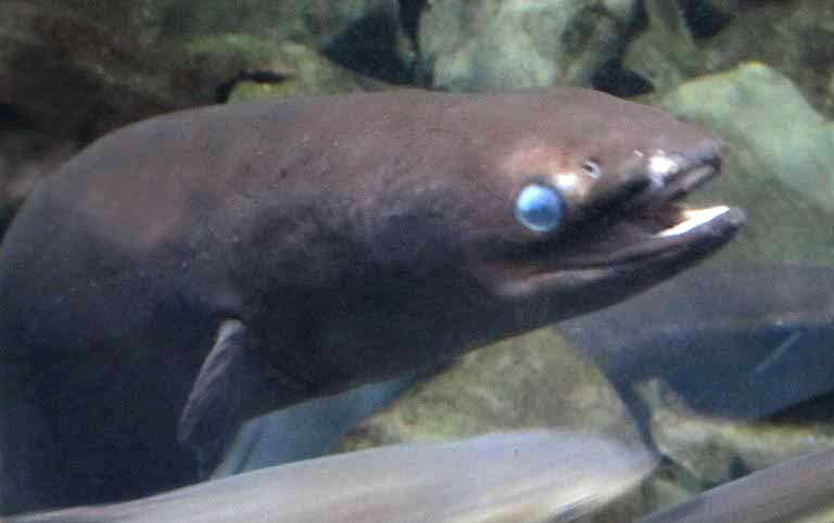New Zealand Longfin Eel