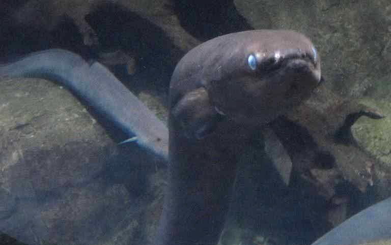 New Zealand Longfin Eel