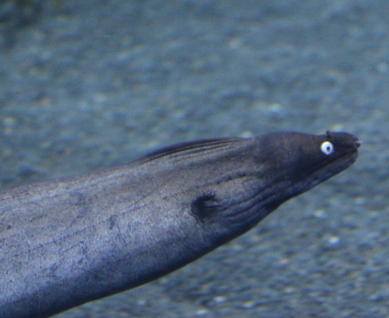 Black Moray Eel