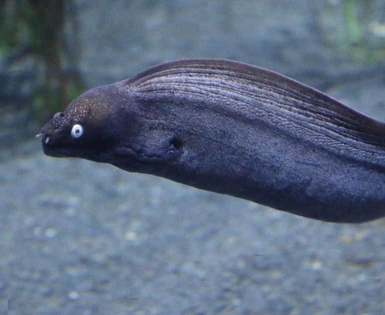 Black Moray Eel