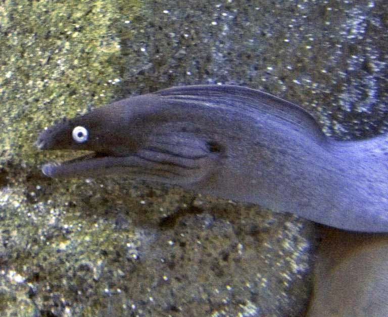 Black Moray Eel