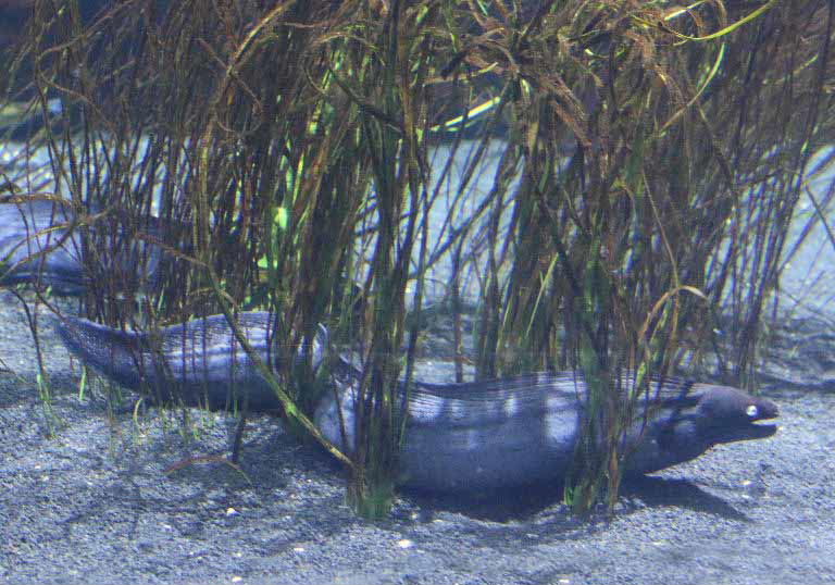 Black Moray Eel