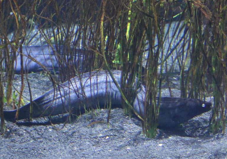 Black Moray Eel