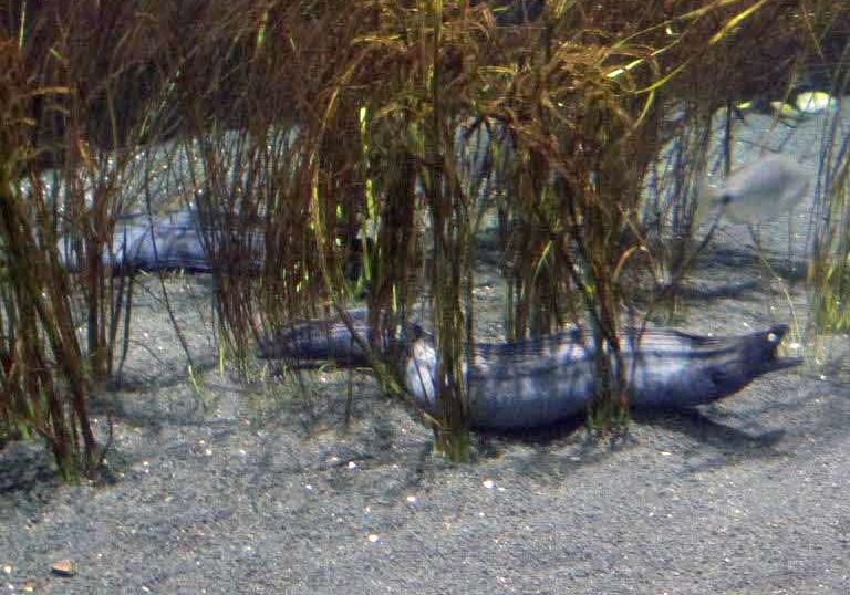 Black Moray Eel