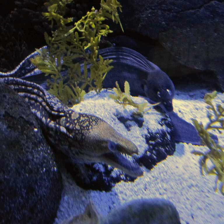 Black and Fangtooth Moray Eels