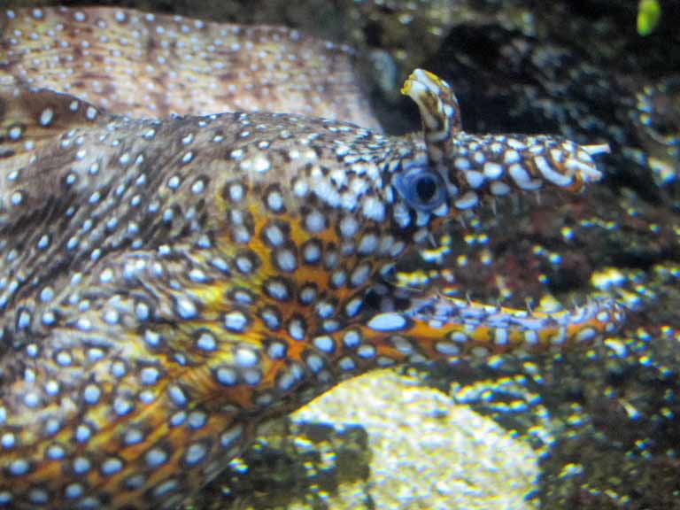 Dragon Moray Eel