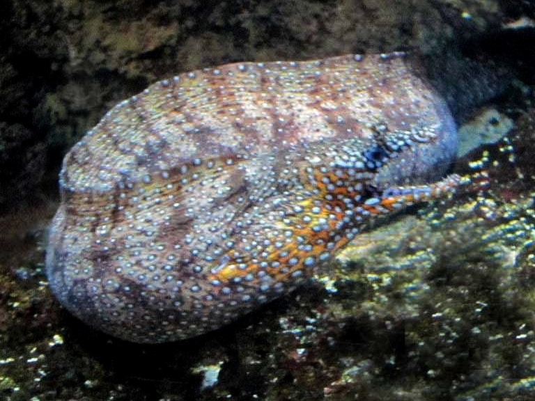 Dragon Moray Eel