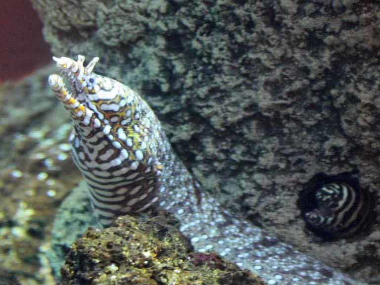 Dragon Moray Eel