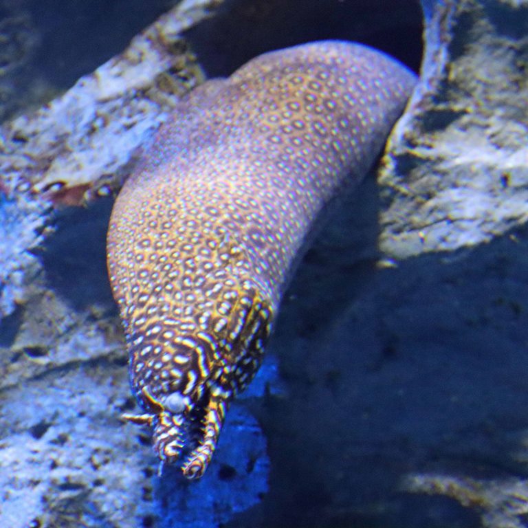 Dragon Moray Eel