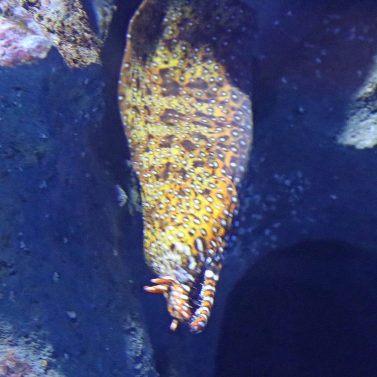 Dragon Moray Eel