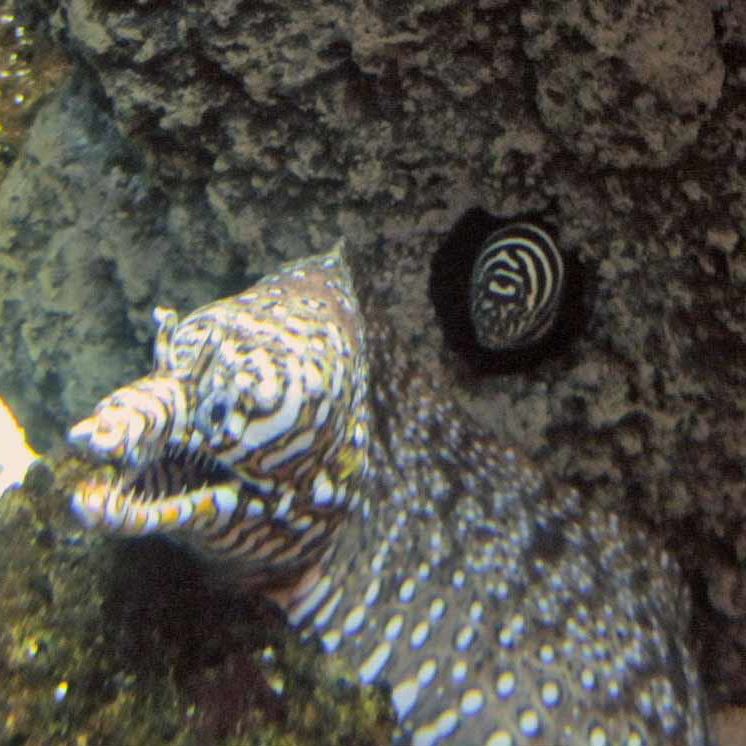 Dragon Moray Eel
