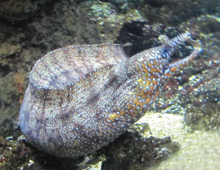 Dragon Moray Eel