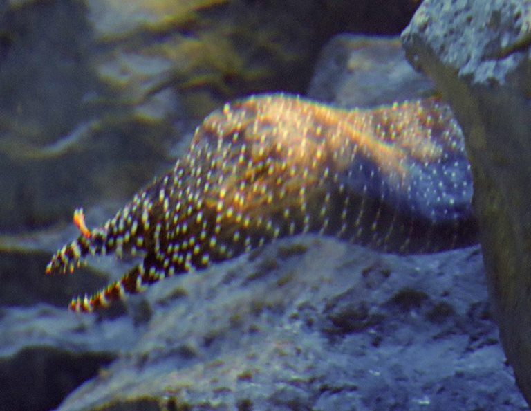 Dragon Moray Eel