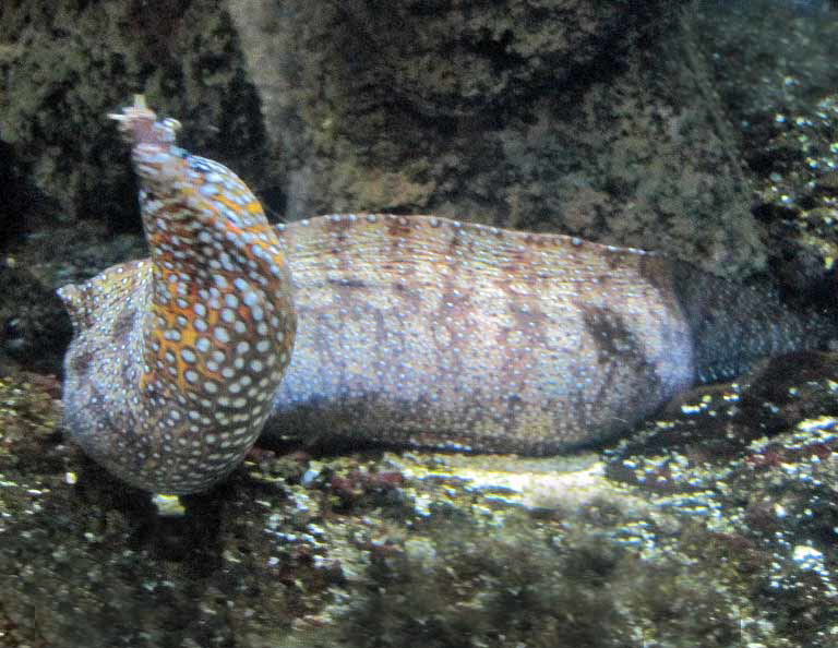 Dragon Moray Eel