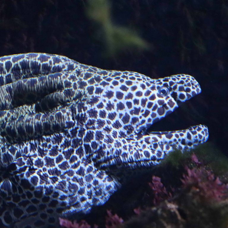 Laced Moray Eel