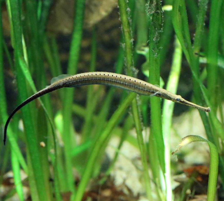 Long-snouted Pipefish