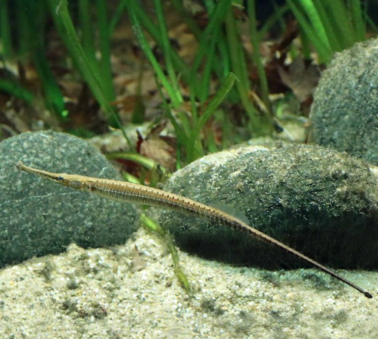 Asian River Pipefish
