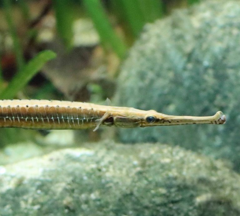 Long-snouted Pipefish