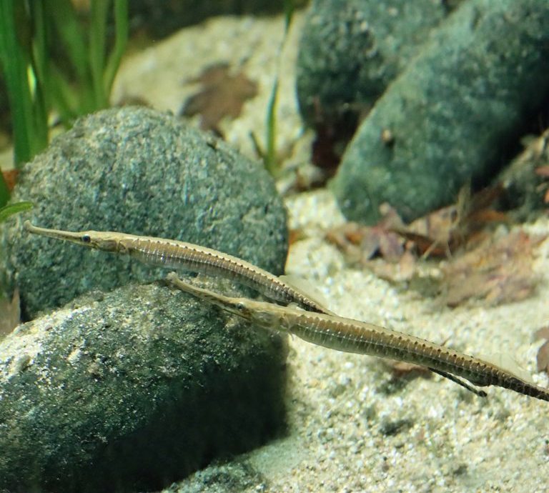Asian River Pipefish