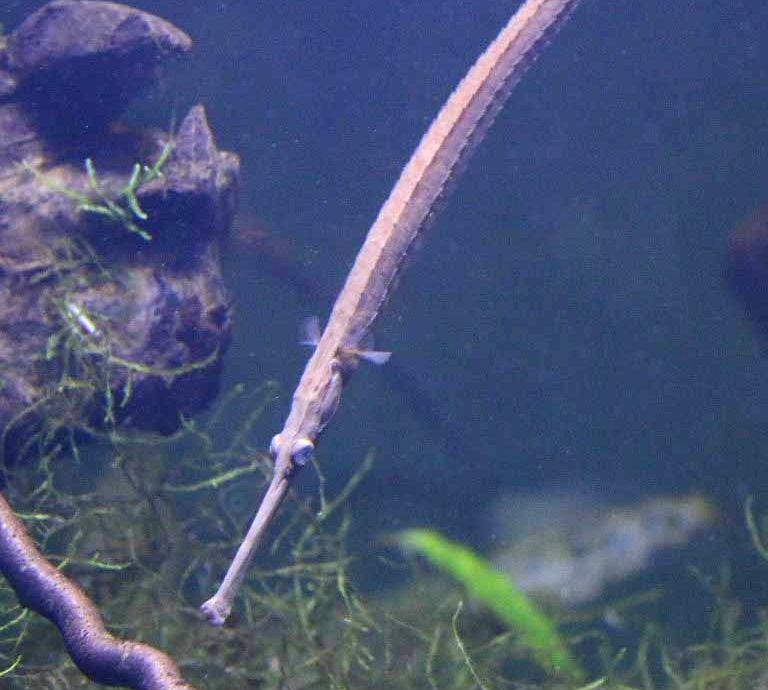 Long-snouted Pipefish