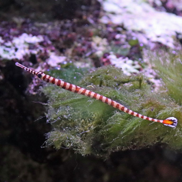 Banded Pipefish