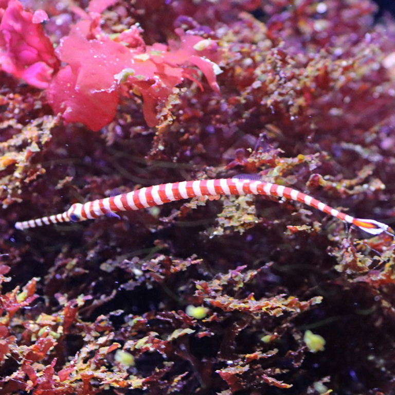 Banded Pipefish