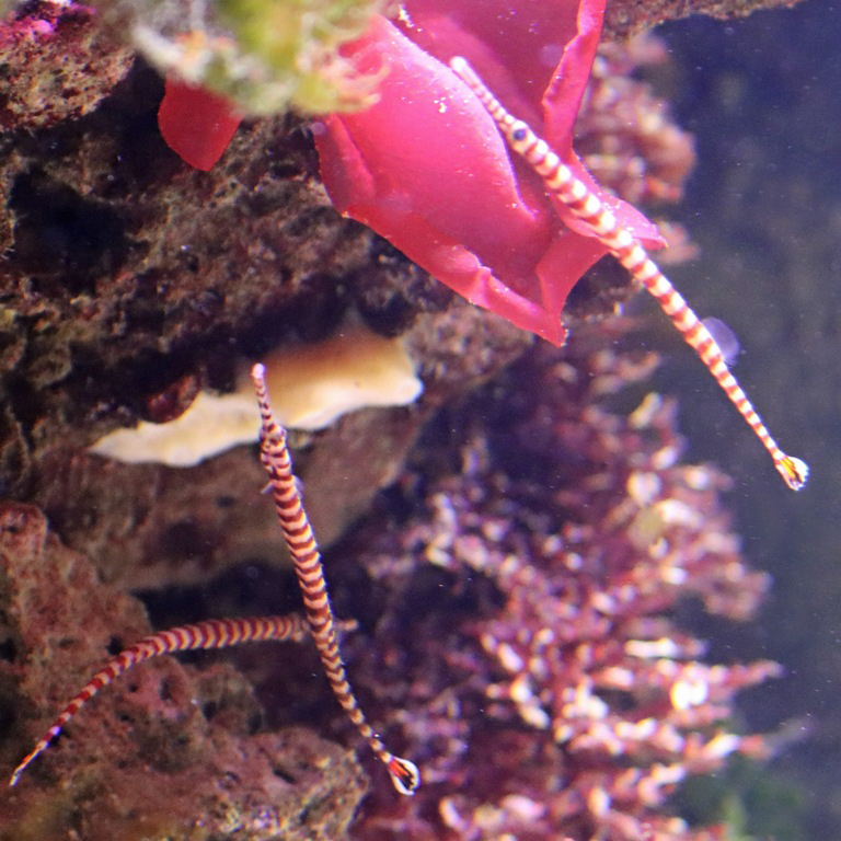 Banded Pipefish
