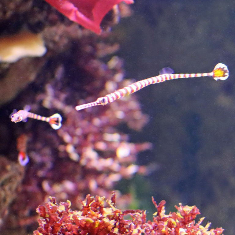 Banded Pipefish
