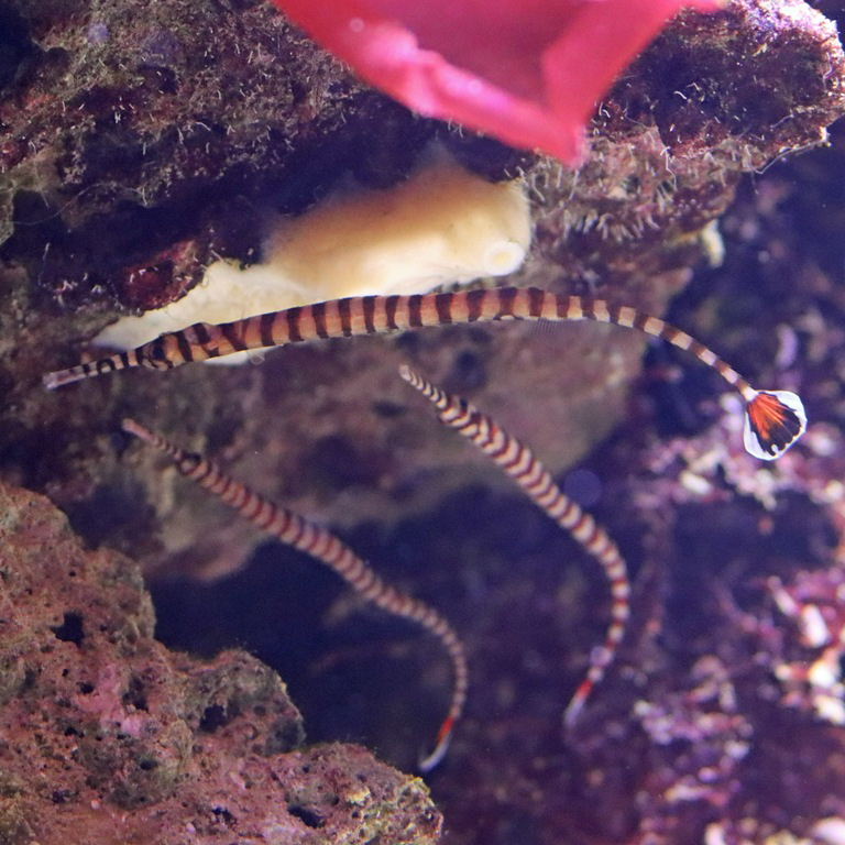 Banded Pipefish