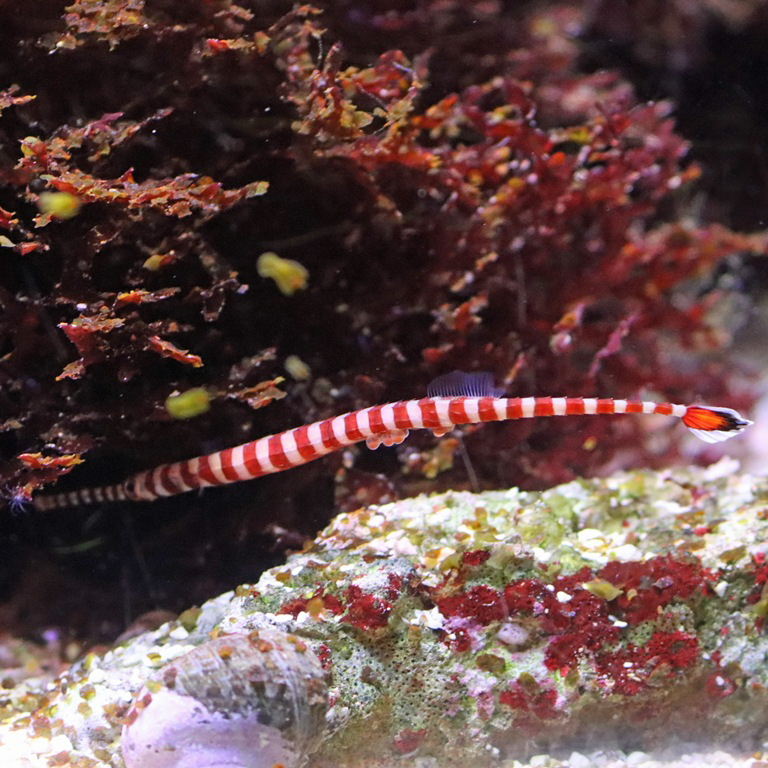 Banded Pipefish