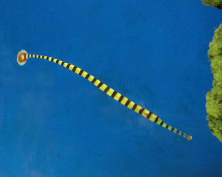 Banded Pipefish