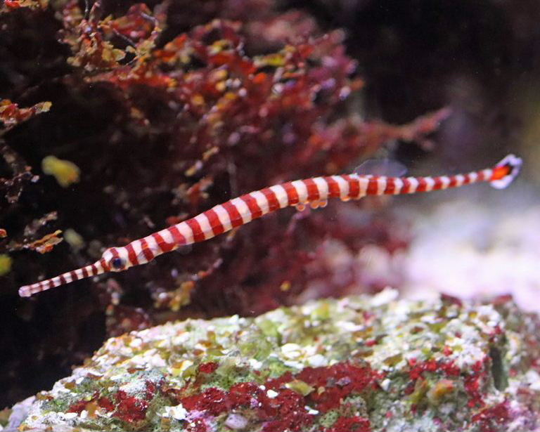 Banded Pipefish